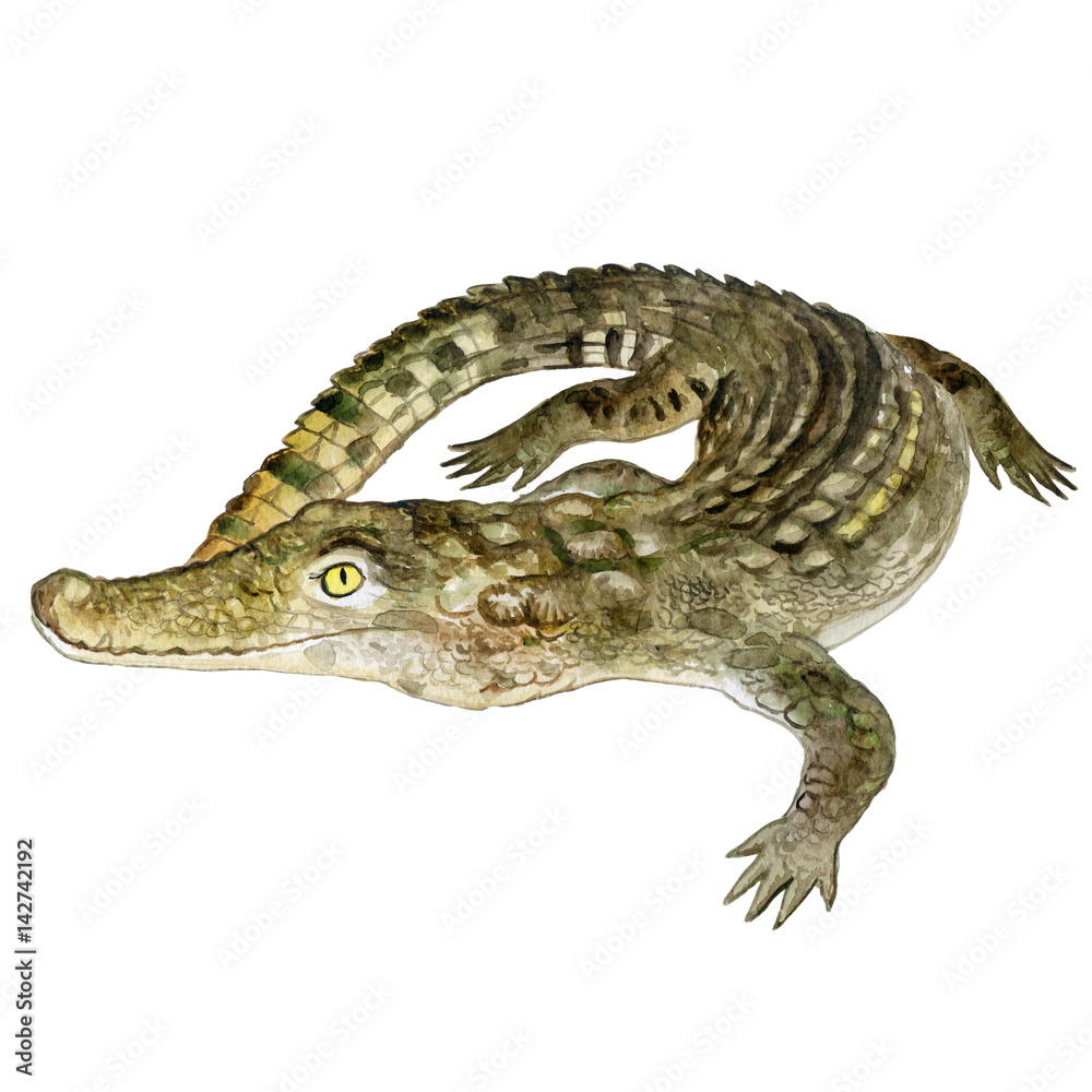 Fototapeta premium Watercolor closeup portrait of Nile crocodile animal isolated on white background. Hand drawn dangerous cold-blooded predator. Book, card, encyclopedia design. Clip art illustration for web and print