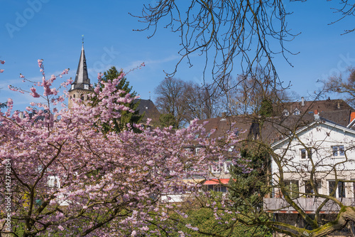 Japanische Kirschblüte und Kettwiger Altstadt