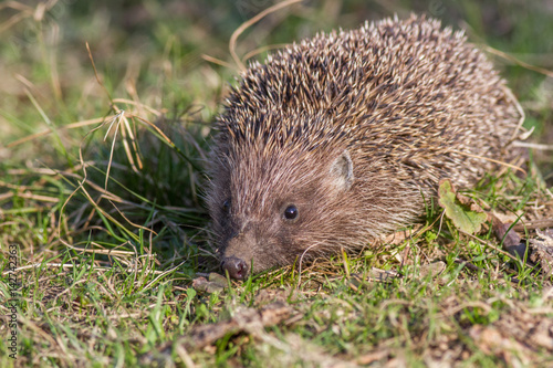 Hedgehog on the grass in nature