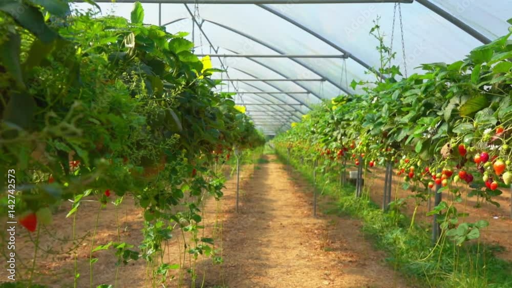ripe strawberries in the plantation ripe strawberries in the plantation