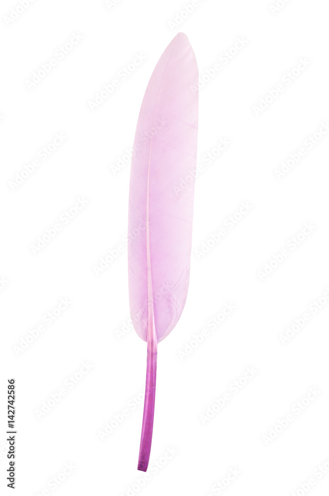 Colored feathers on white background