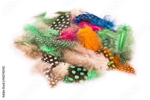 Colored feathers on white background © redfox331
