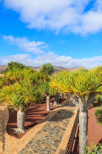 Tropical gardens of Antigua village, Fuerteventura, Canary Islands, Spain © pkazmierczak