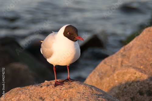 Single seagull on the rock