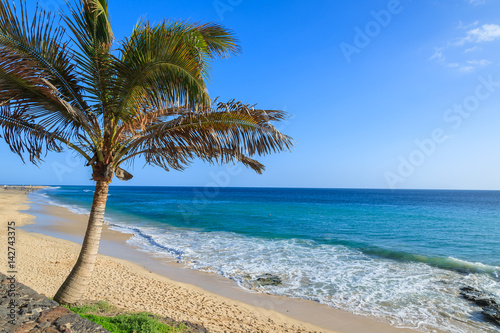 Palm tree on beautiful tropical beach in Morro Jable town, Fuerteventura, Canary Islands, Spain