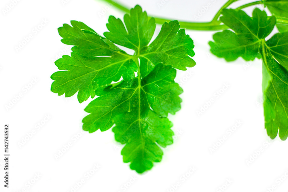 Fresh green parsley isolated on white background, food ingredient Fresh green parsley isolated on white background, food ingredient