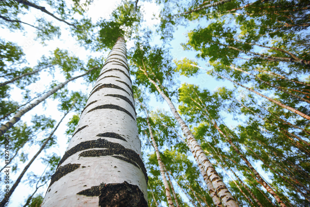 Fototapeta premium summer in sunny birch forest