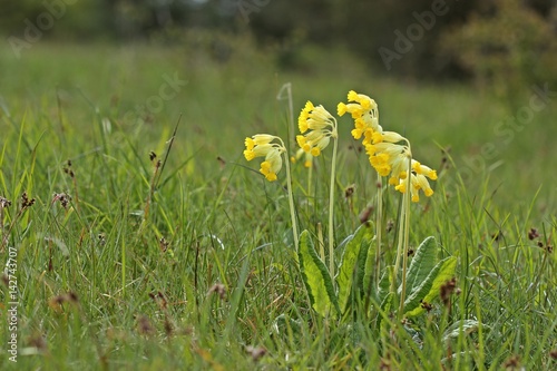 Fototapeta Naklejka Na Ścianę i Meble -  Echte Schlüsselblume (Primula veris), Blume des Jahres 2016 