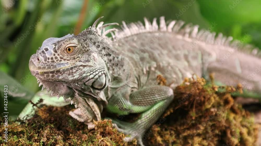 Portrait of large Green Iguana male lying on a branch outdoors
Portrait of large Green Iguana male lying on a branch outdoors
