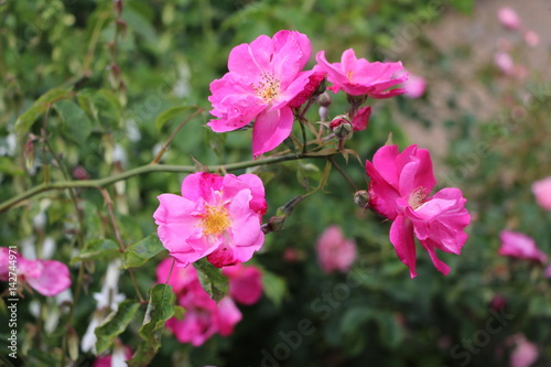 Rosa pendulina in Rose garden Hyde Park London, United Kingdom