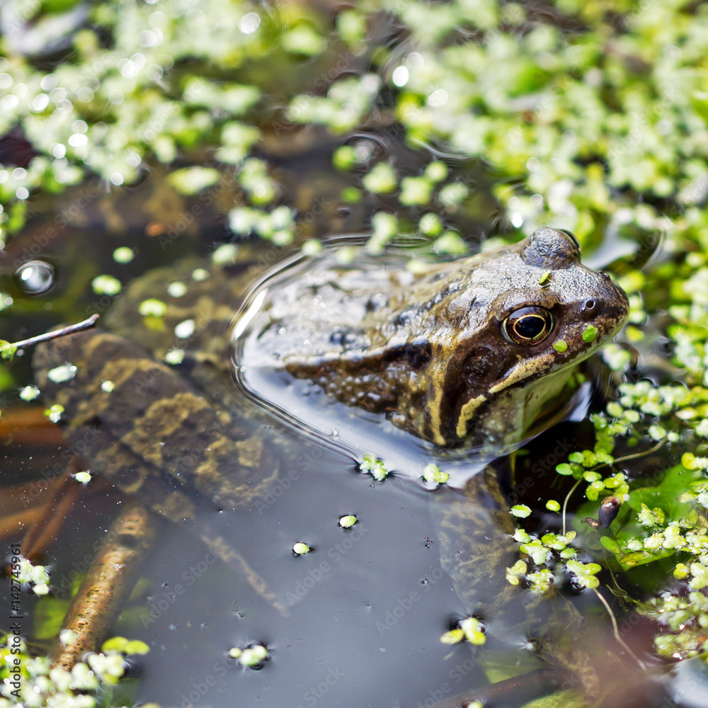 Grasfrosch im Gartenteich mit Entenflott StockFoto Adobe Stock