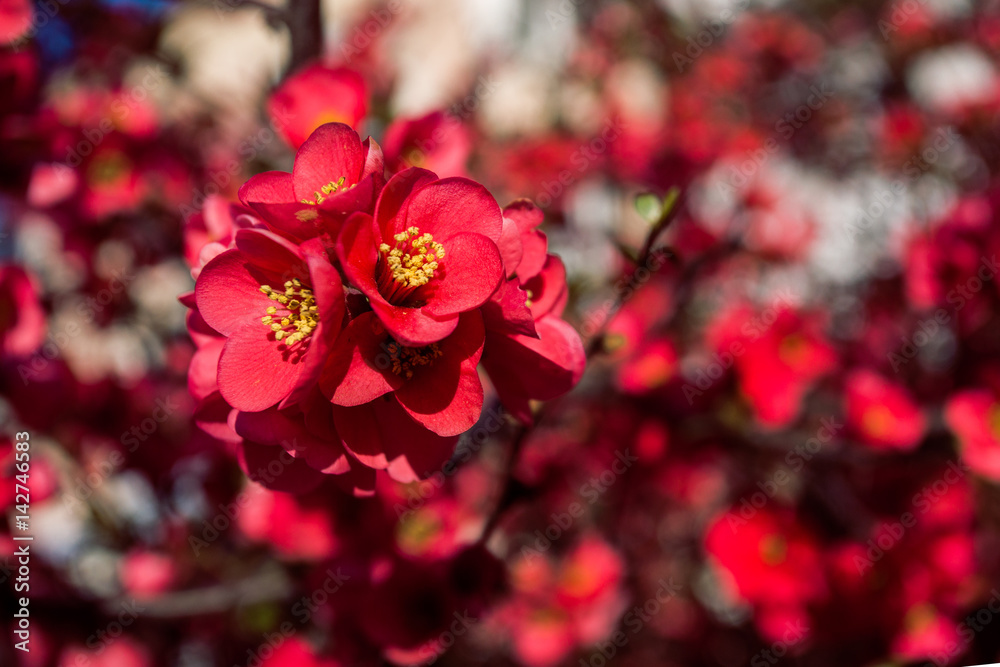 Fototapeta premium Blooming Japanese quince