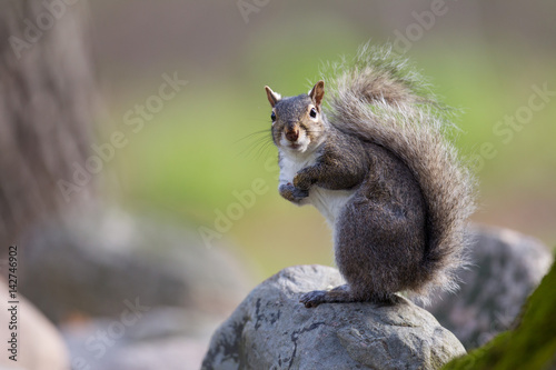 Curious Gray Squirrel