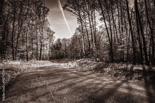 Forest path with sepia