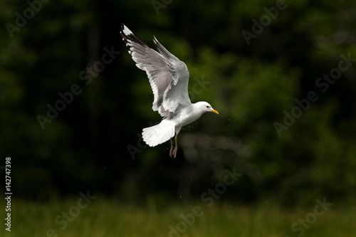 common gull, larus canus, Alaska