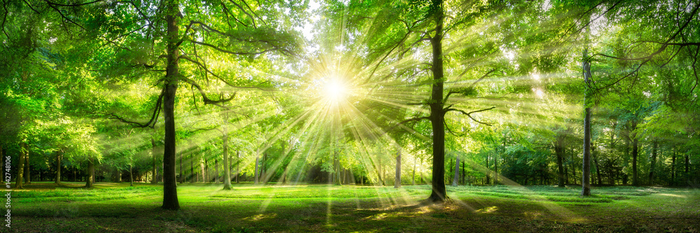 Fototapeta Zielona lasowa panorama w świetle słonecznym