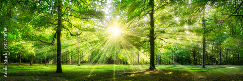 Grünes Wald Panorama im Sonnenlicht