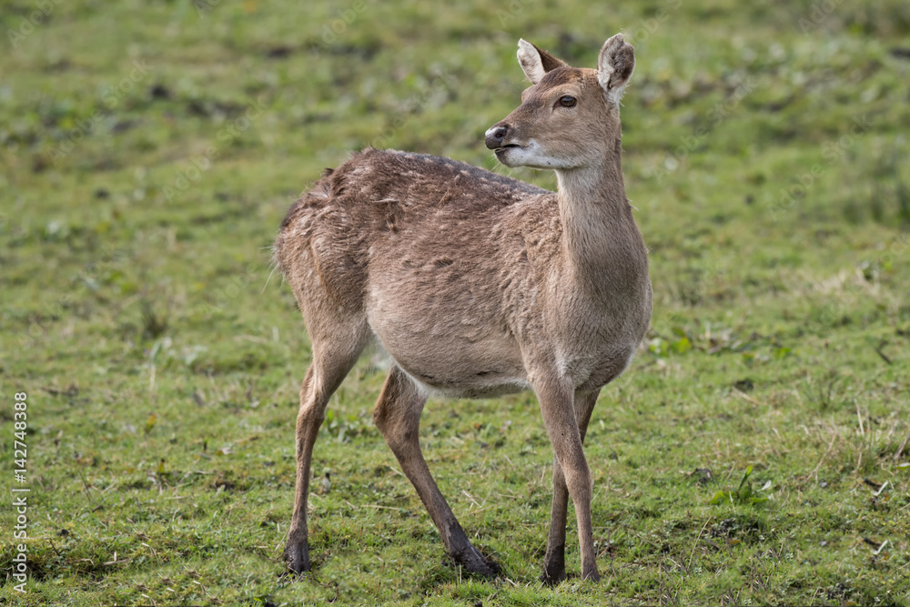 close up full length portrait of a stationary alert Vietnamese sika deer doe looking back slightly over her shoulder close up full length portrait of a stationary alert Vietnamese sika deer doe looking back slightly over her shoulder