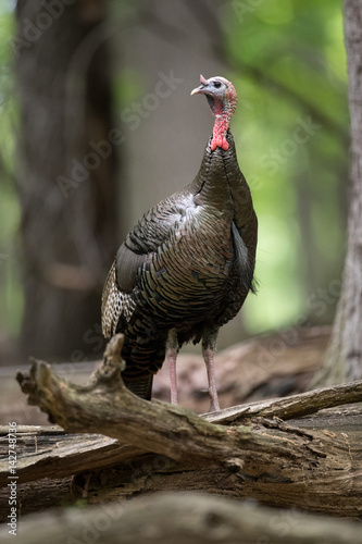 Wild Tom Turkey in the Woods