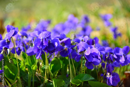 Blooming in spring close-up. Nature background. Sweet Violet  English Violet  Common Violet  or Garden Violet  