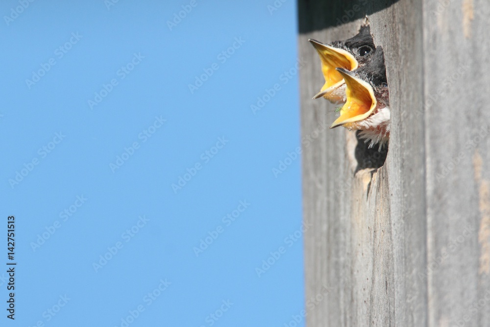 Baby Birds In a Bird House Baby Birds In a Bird House