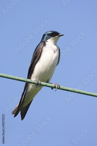 Tree Swallow on a wire © Steve Byland