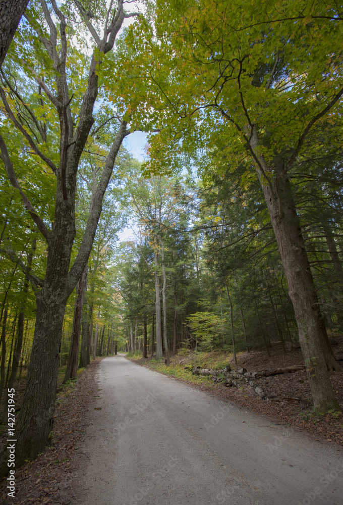 Forest road, Vermont, United States of America Forest road, Vermont, United States of America