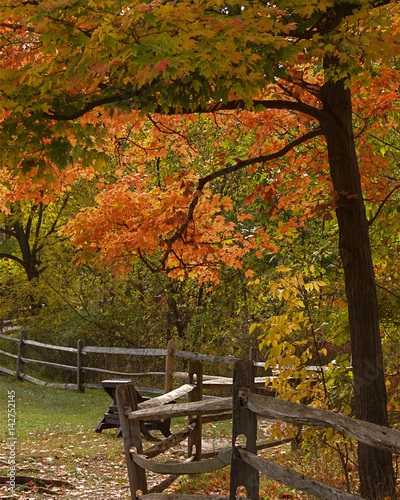 Fall Leaves and Wooden fnce with Bench