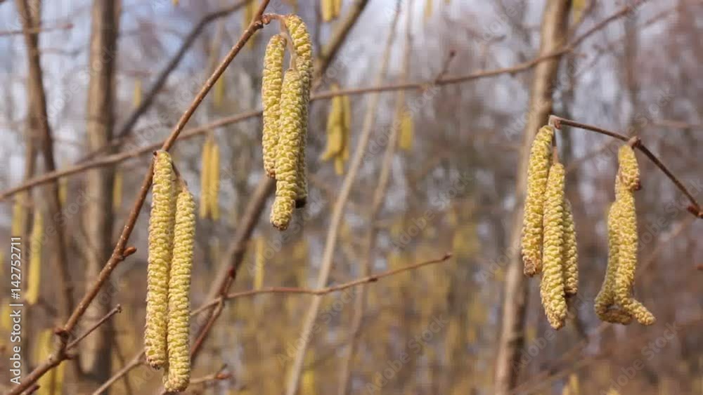 Pollen on the flowers of hazel.
The hazel tree blooms in early spring and gives a lot of pollen. You see small grains of pollen.
Pollen on the flowers of hazel.
The hazel tree blooms in early spring and gives a lot of pollen. You see small grains of pollen.