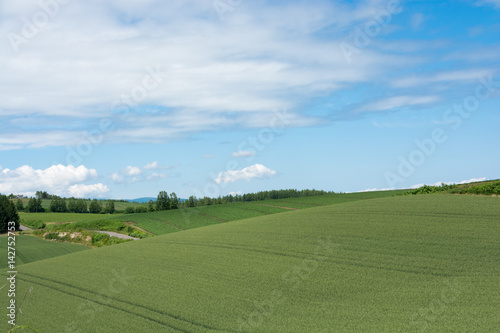 初夏のムギ畑と青空 © kinpouge