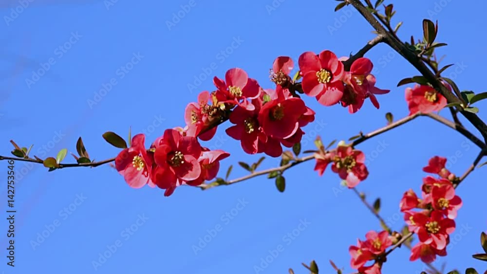 Blooming japanese quince branch swaying in the wind. Blooming japanese quince branch swaying in the wind.