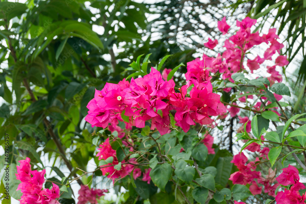 Pink tropical flowers on a bush in the Philippines