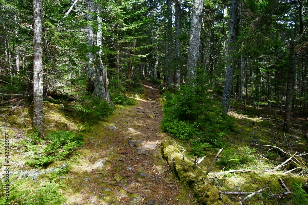 Fototapeta premium Pedestrian pathway through the wood