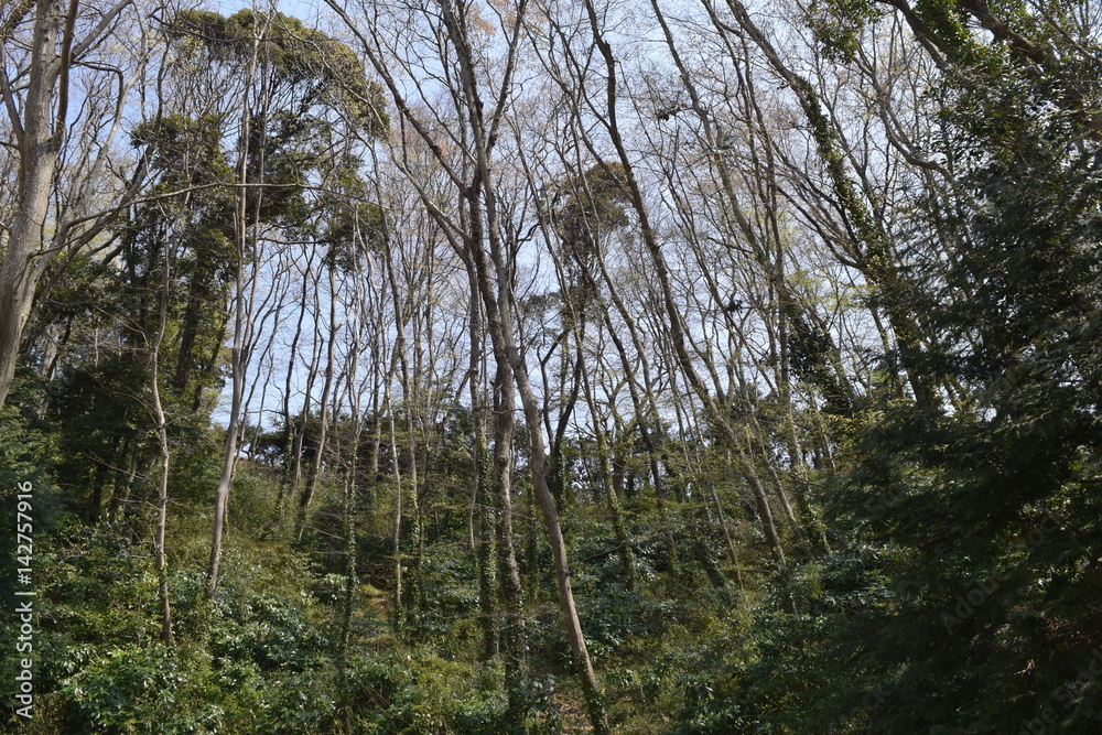 Fototapeta premium 風景/早春の木々