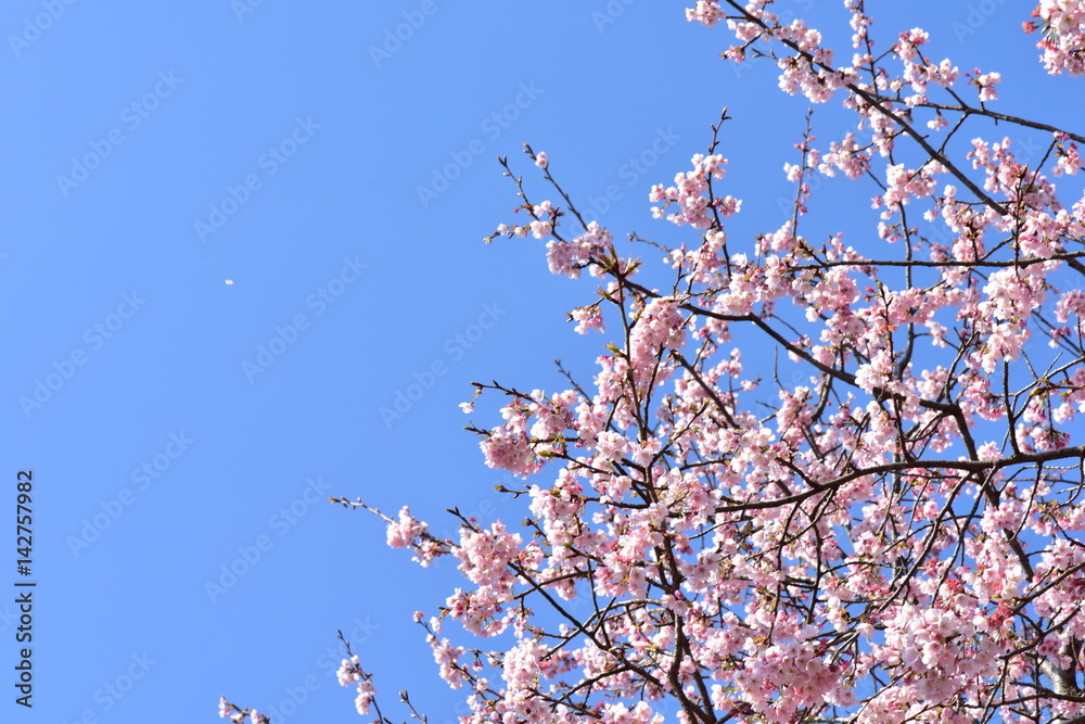 桜と青空 桜と青空