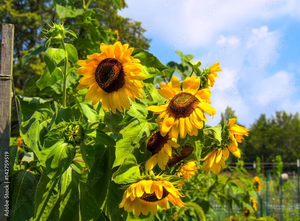 Fototapeta premium Close up of bright sunflowers blooming in a community garden of nature