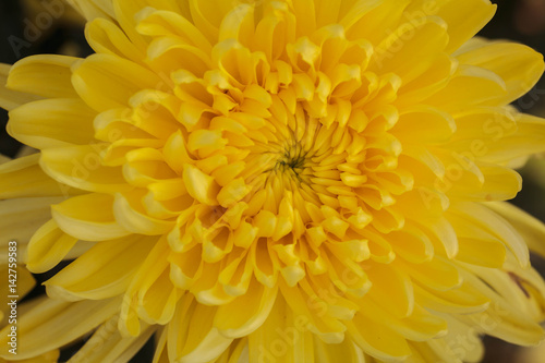 Yellow Chrysanthemum flower.