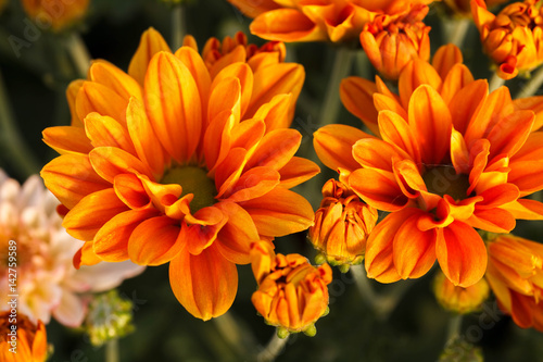 Fototapeta Naklejka Na Ścianę i Meble -  Orange Chrysanthemum flower.