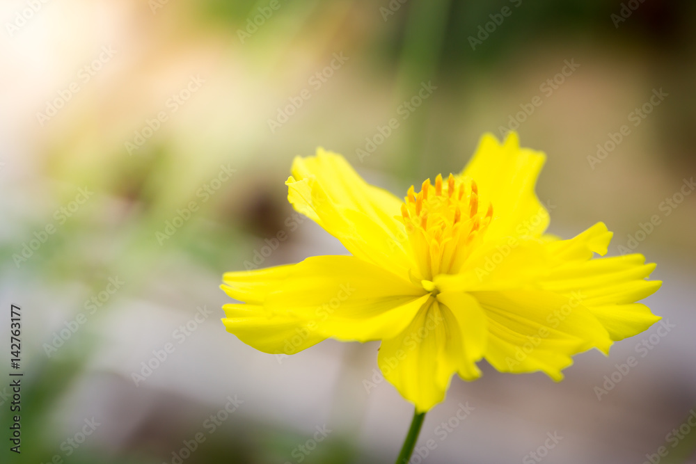 Beautiful yellow flower close up in nature background. Beautiful yellow flower close up in nature background.