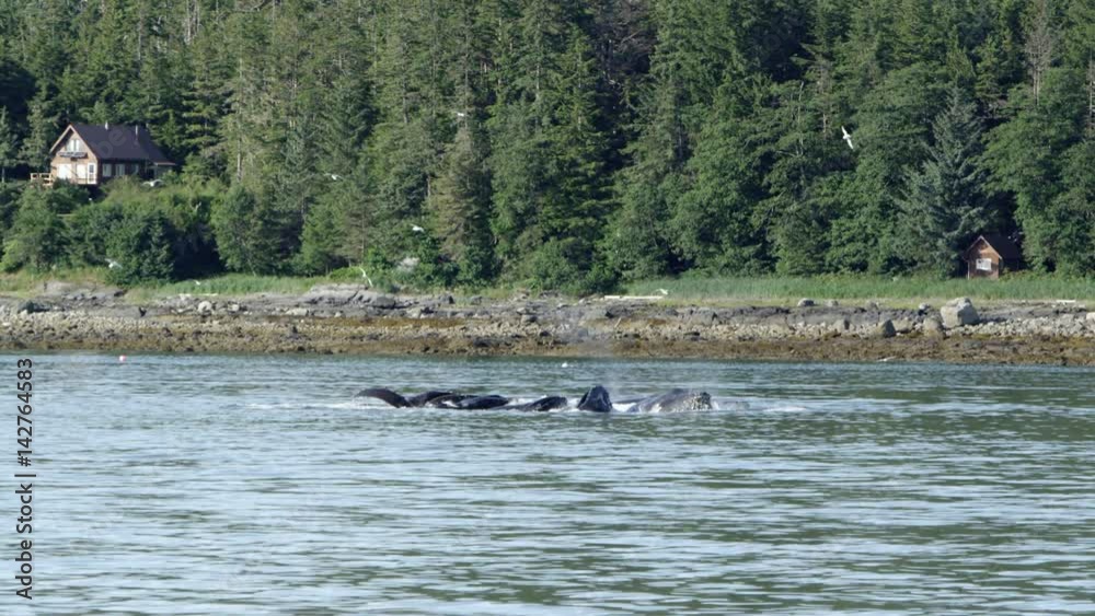 Whales swimming along the shore in Alaska Whales swimming along the shore in Alaska