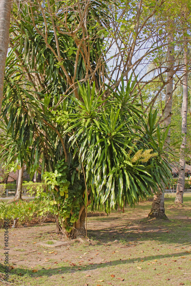 Dracaena fragrans (cornstalk dracaena) in the natural environment during flowering. Other English names include striped dracaena, corn plant, Chinese money tree, and fortune plant.