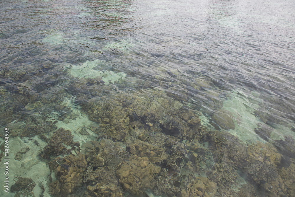 coral reef on water surface