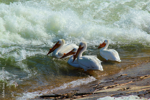 A group of pelicans resting in the sun on the bank of the South Saskatchewan River in Meewasin Valley in Saskatoon Canada photo