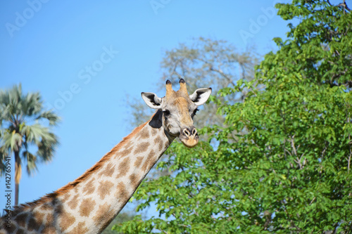 Africa Wildlife  Zambia  