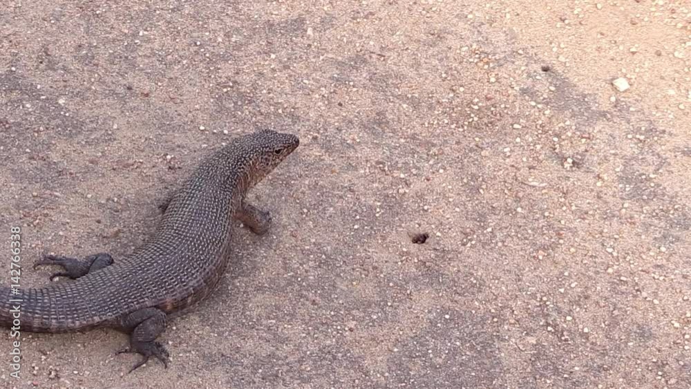 Lizard hunting ants as they exit the ground Lizard hunting ants as they exit the ground