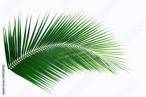 palm leaf on white background clipping path