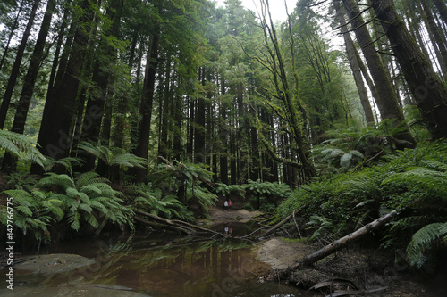 Forest Landscape photo