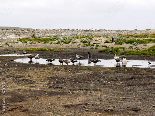 Magellan Goose, Chloephaga Picta,  on the Sea Lion Island, Falkland / Malvinas