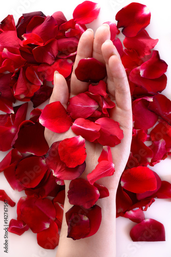 Fototapeta Naklejka Na Ścianę i Meble -  Beautiful woman hand among red petals