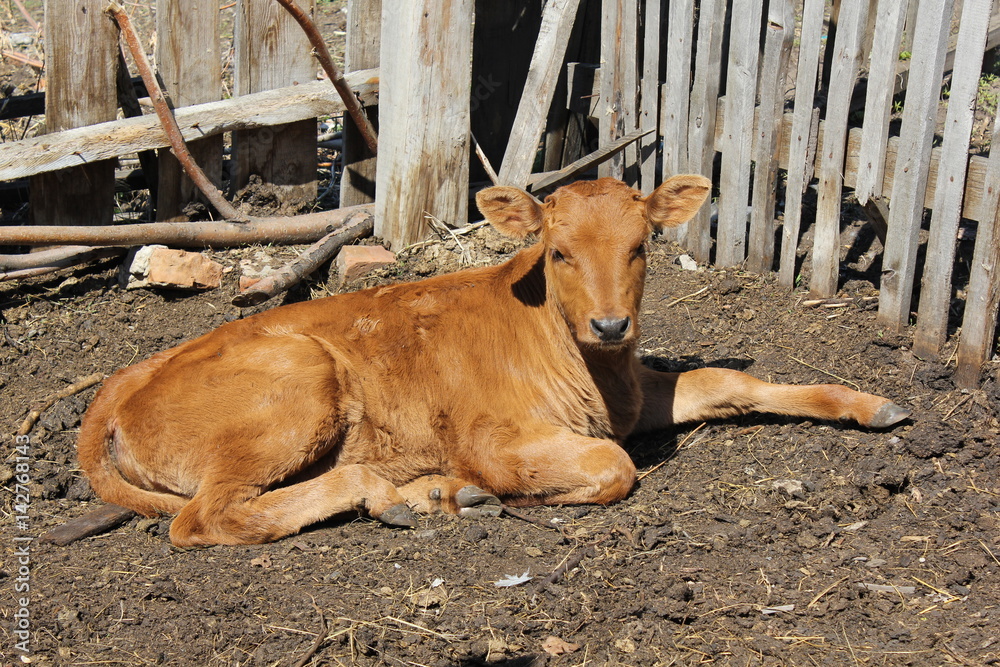 Calf basking in the sun 19648 Calf basking in the sun 19648